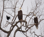 2016 01 30 RedWing 010